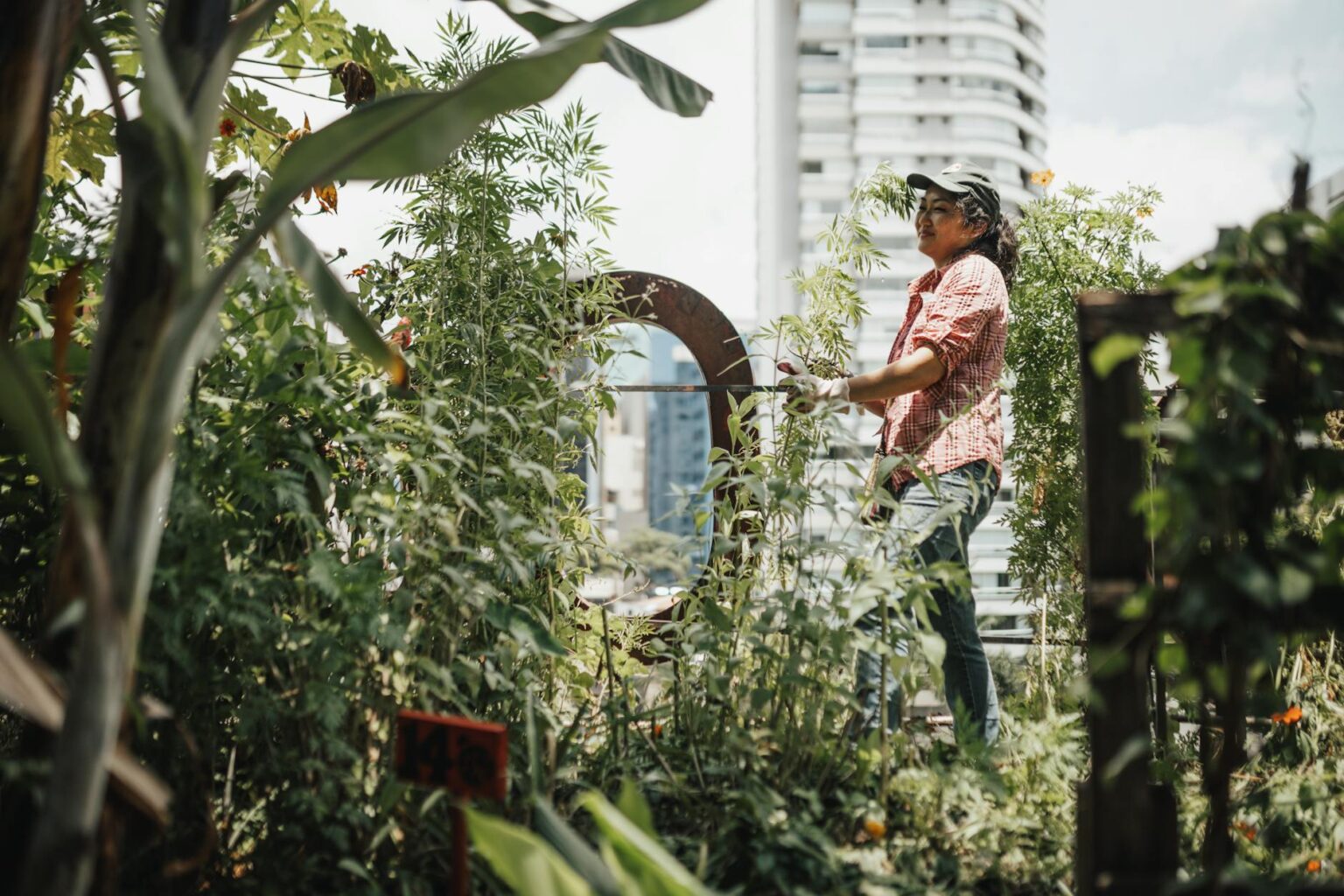 Why Urban Professionals Are Joining Community Garden Waitlists Community garden plots in urban setting with vegetables and flowers growing in raised beds