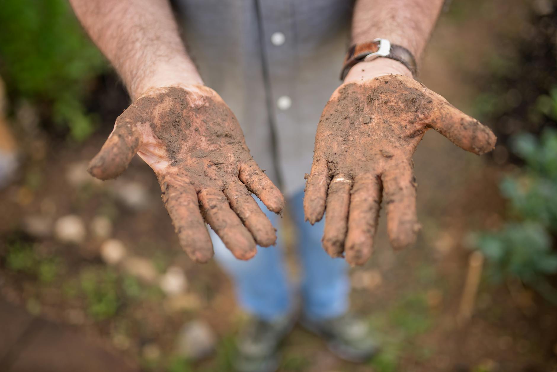 Person's hands holding fresh soil with small plant seedlings