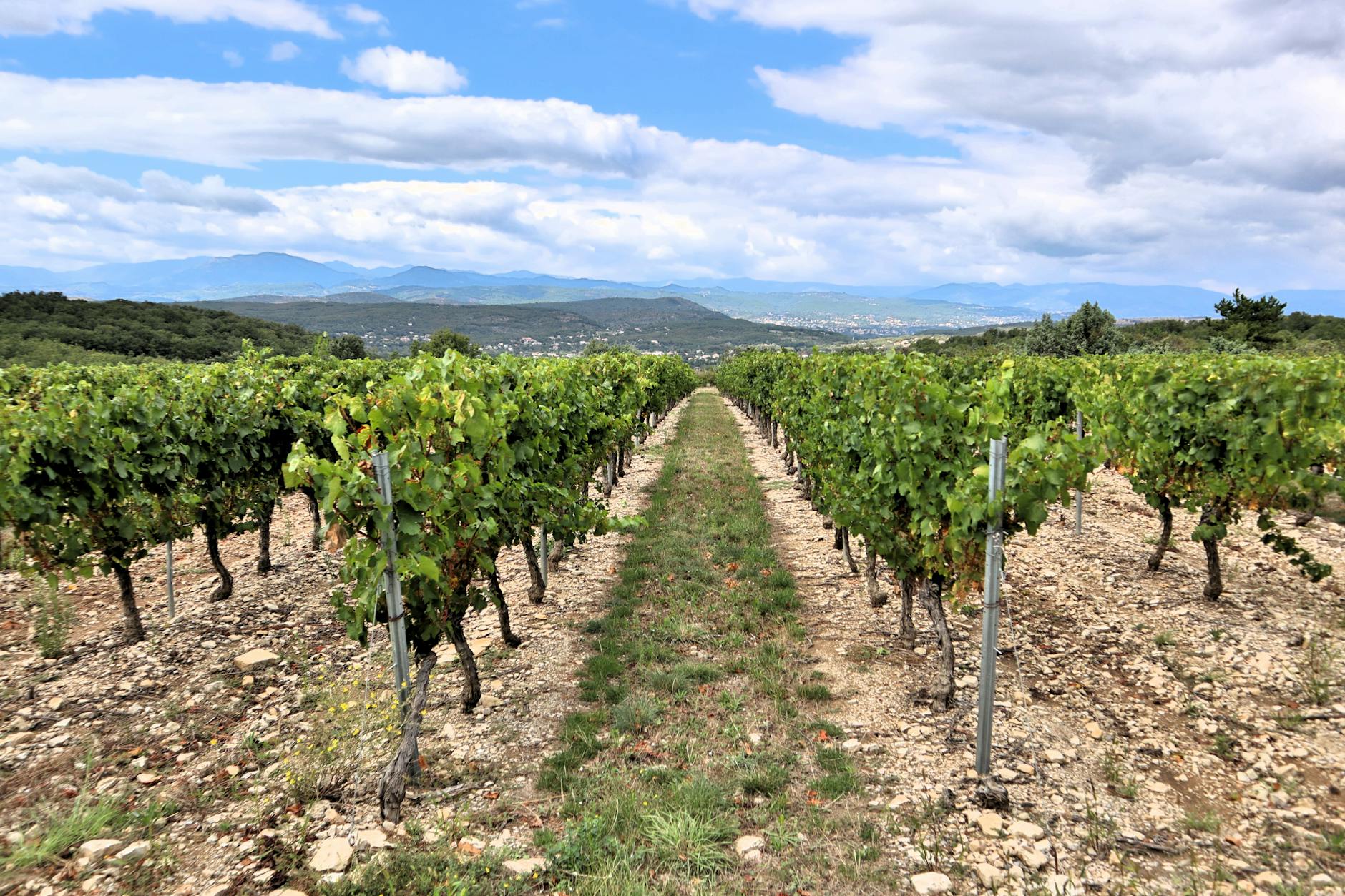 Rolling vineyard hills with grape vines stretching across countryside landscape