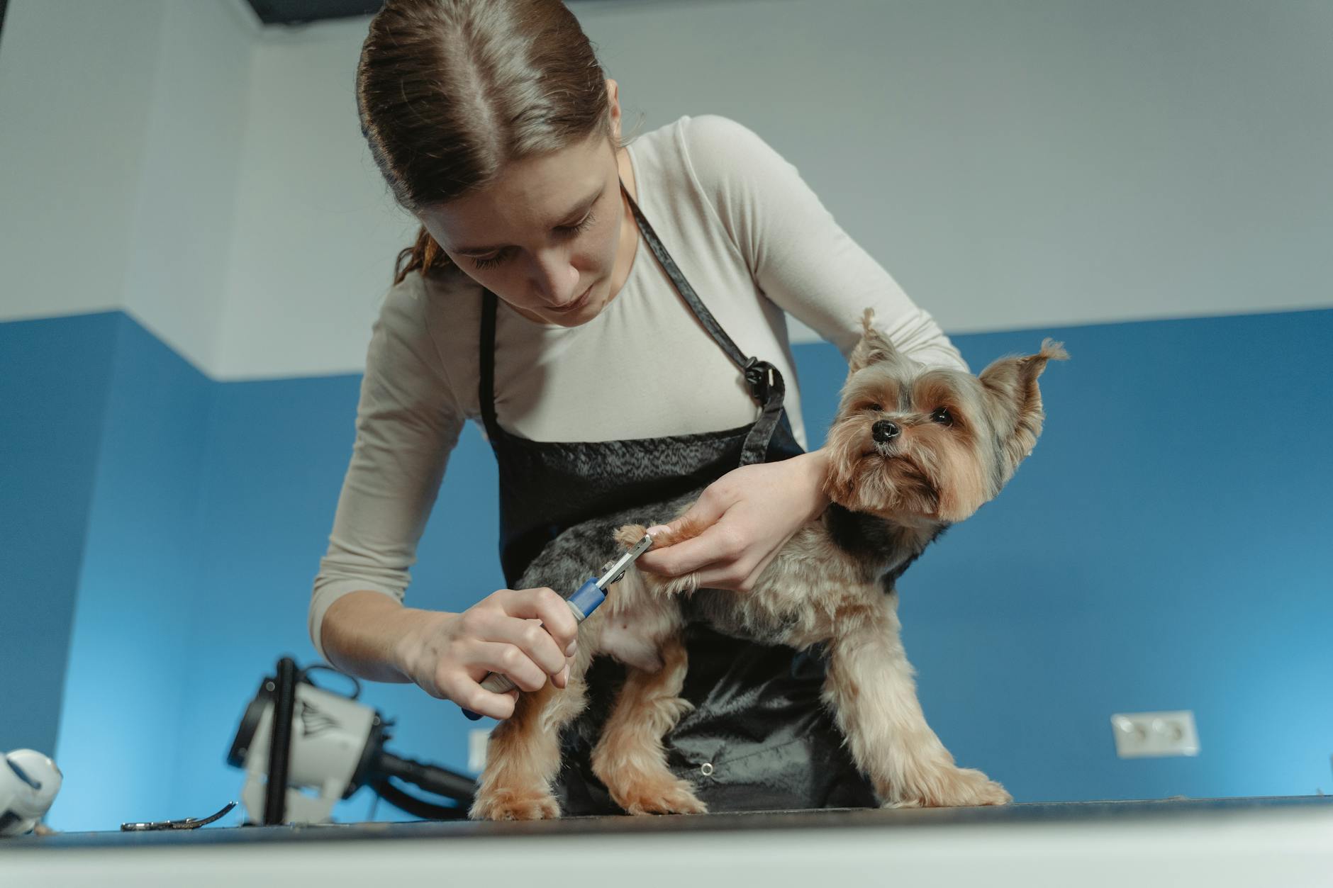 Professional pet grooming salon with modern equipment and styling stations