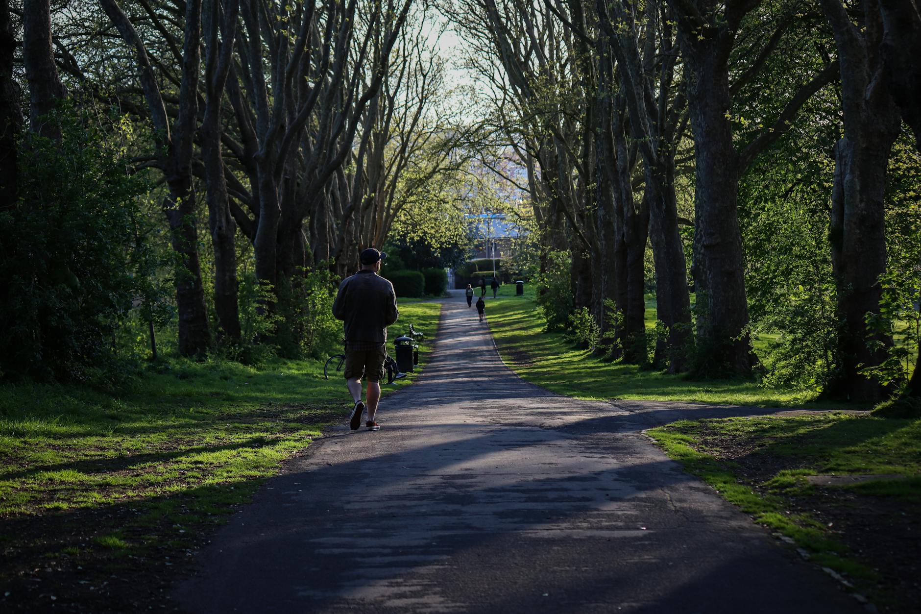 Winding path through a tree-lined park or forest area with natural lighting