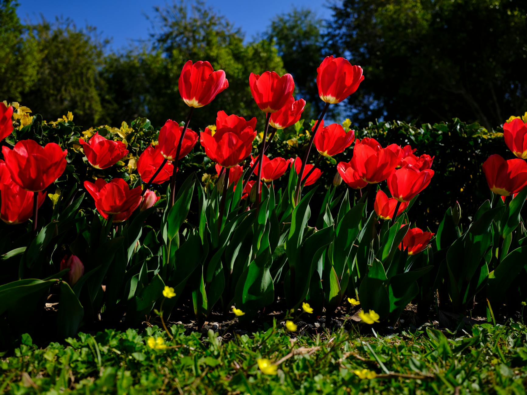 Colorful spring flowers in full bloom