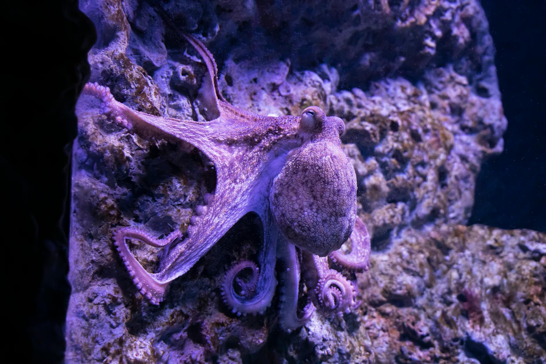 Large Pacific octopus swimming in aquarium tank