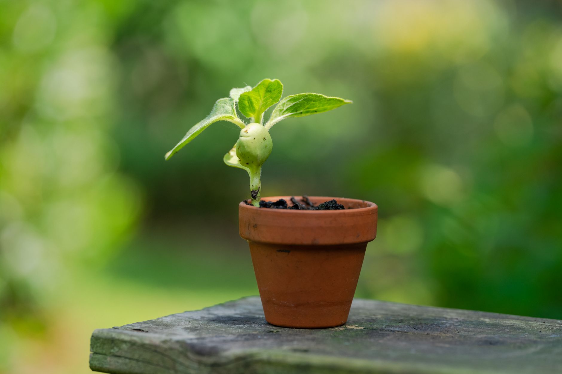 A small plant growing steadily from soil, representing patience and consistent effort