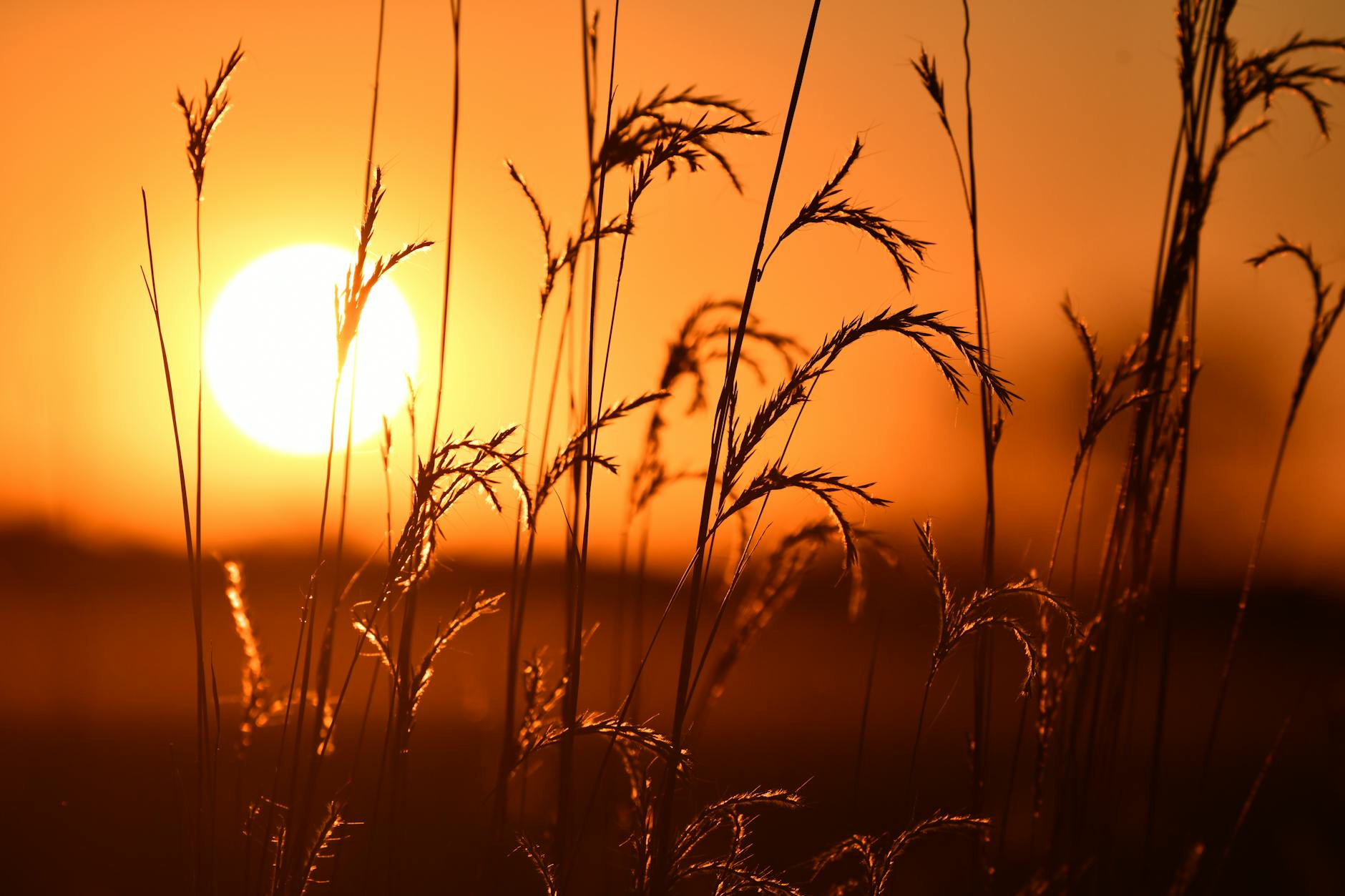 Warm golden sunlight filtering through leaves on a bright summer day