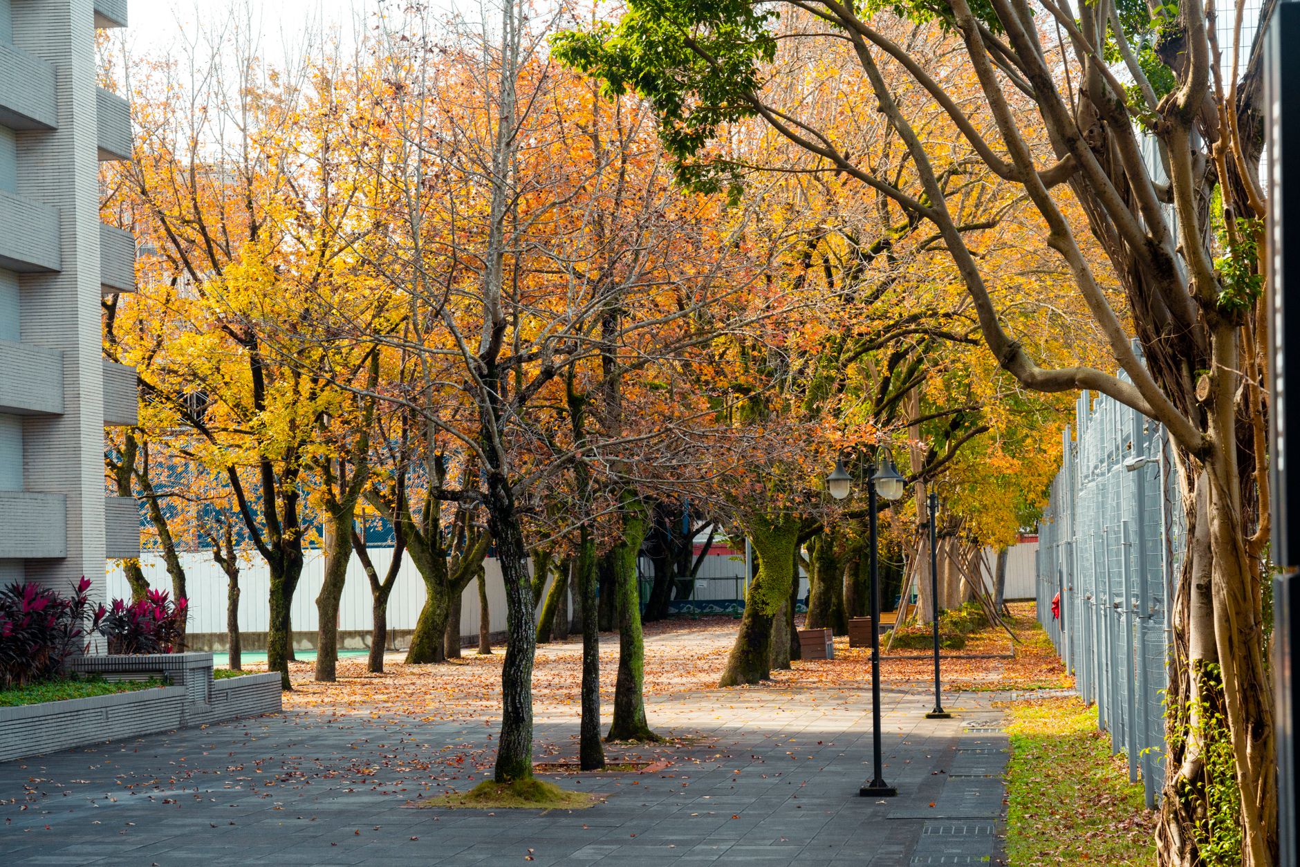 Sunlit autumn walkway on a university campus with fallen leaves