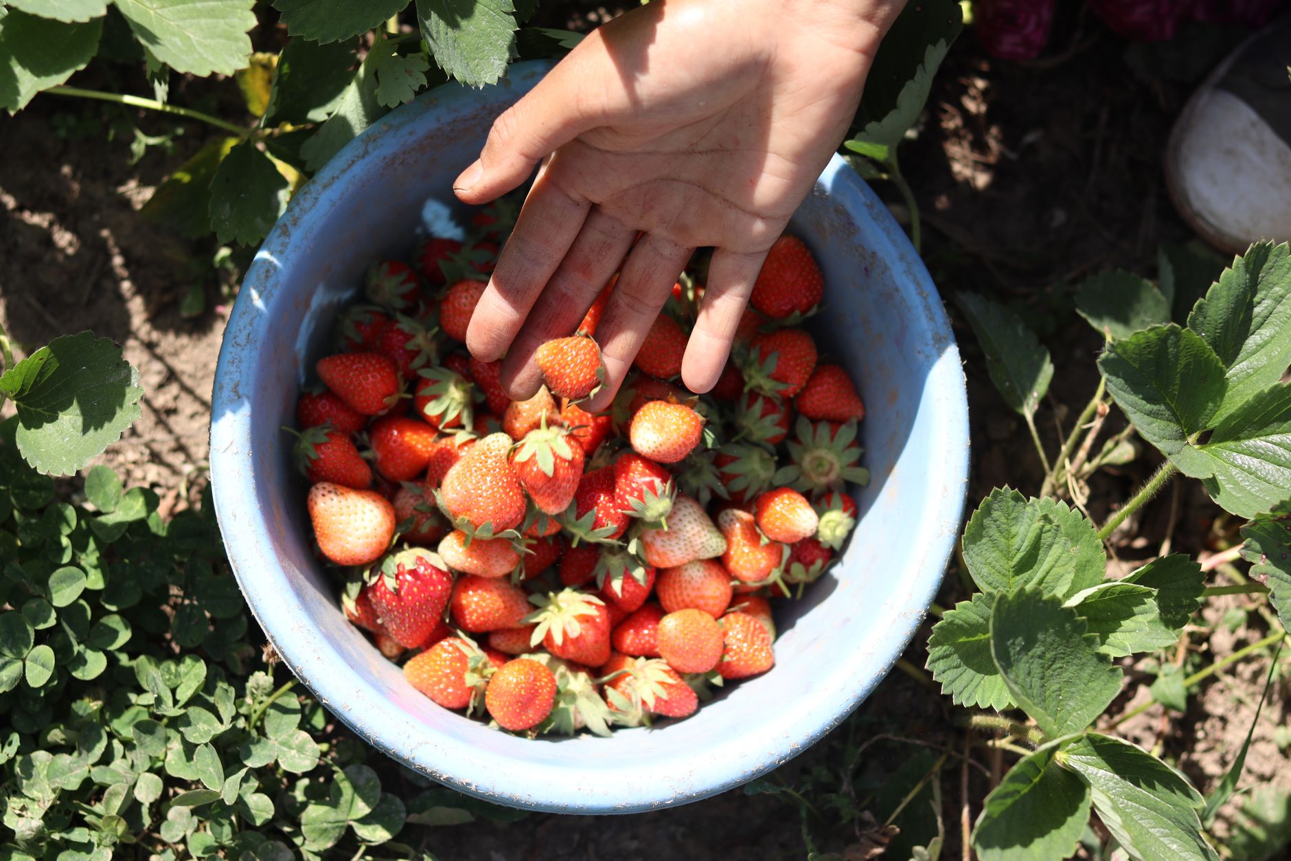 Fresh red strawberries in a woven basket on a wooden surface