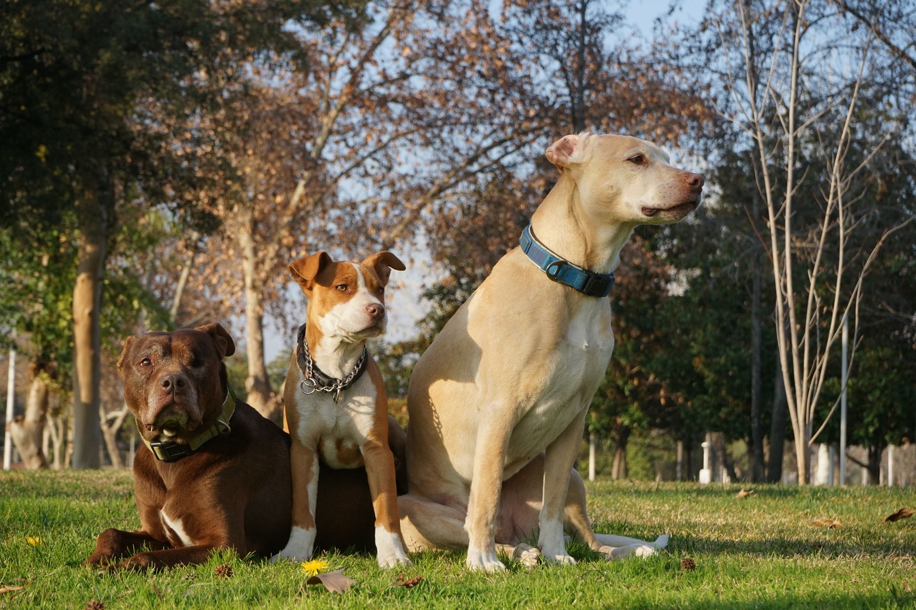 A pitbull dog sitting outside in natural light