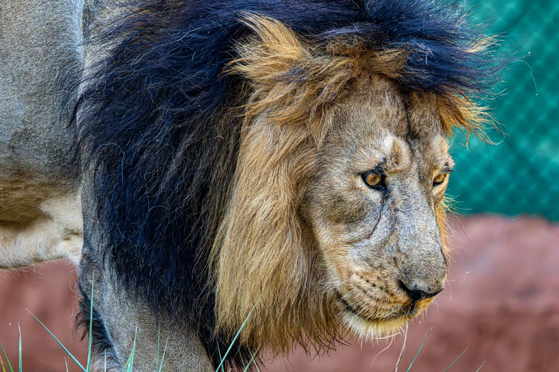 Close-up of a lion's face with intense golden eyes and full mane