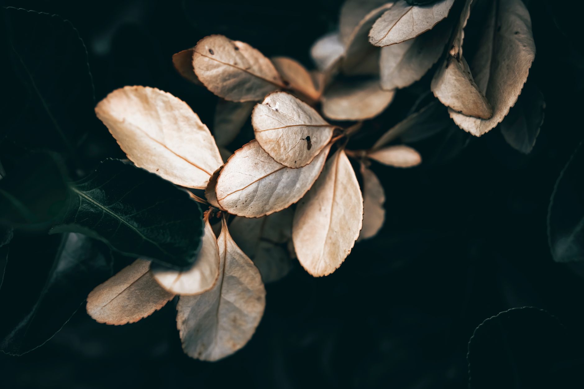 Deep-toned autumn leaves in warm and shadow light suggesting seasonal change
