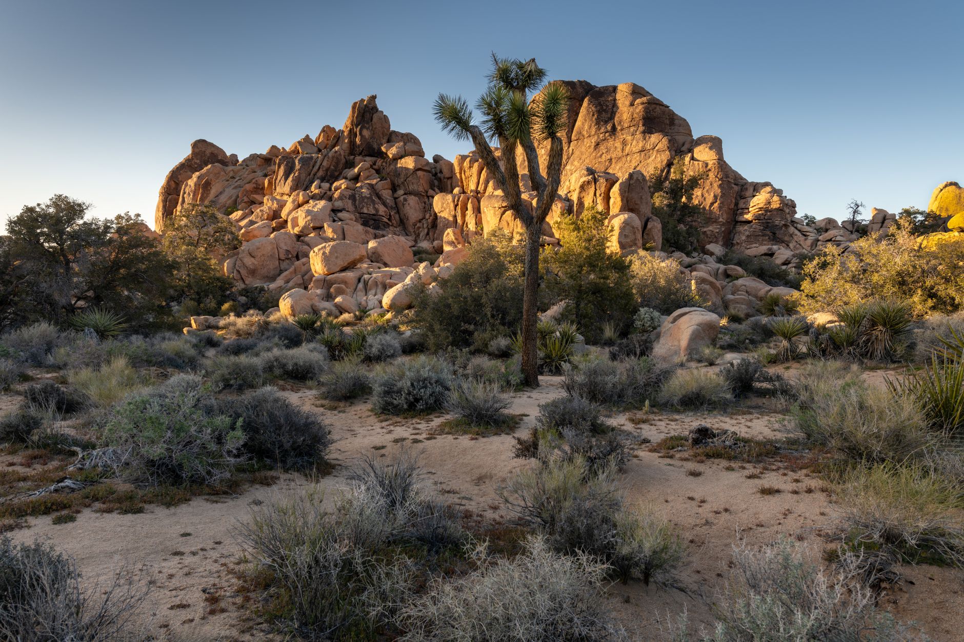 Sparse desert landscape near Twentynine Palms with Joshua trees and rocky terrain