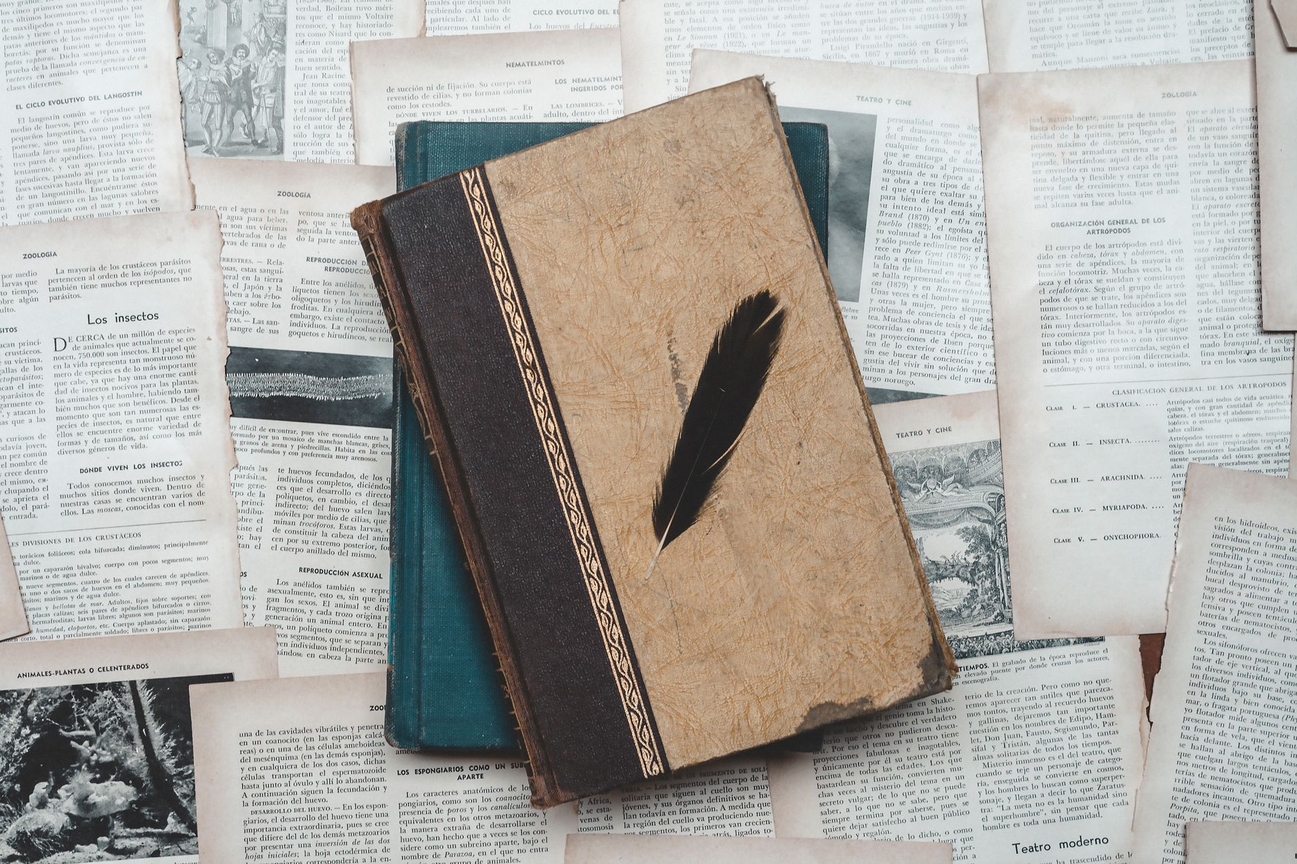 Open classic novel resting on a wooden surface in soft autumn light