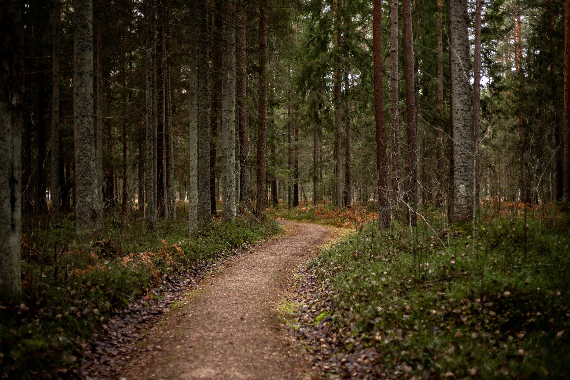 Sunlit forest trail with tall trees and dappled light on the ground