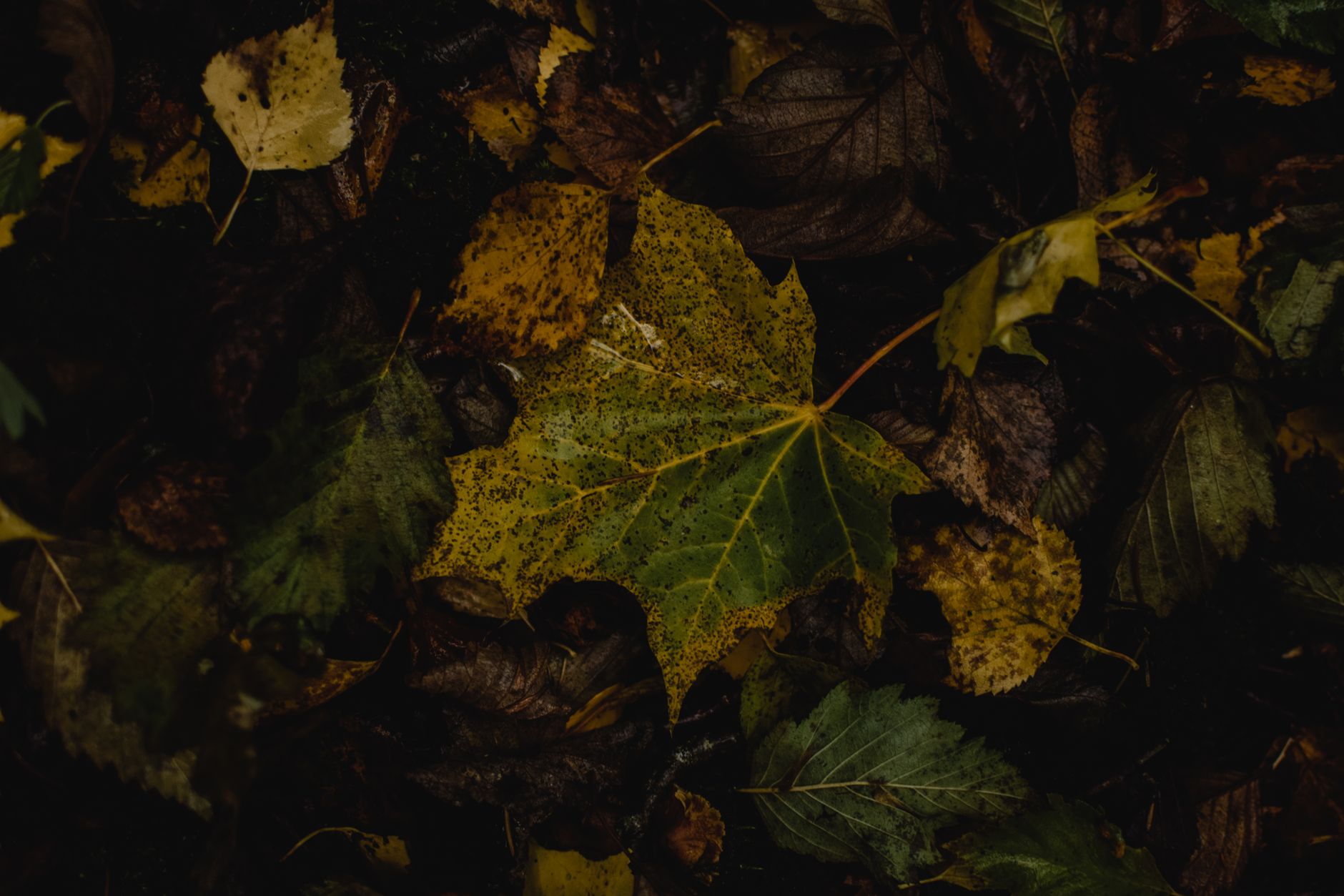 Fallen autumn leaves on the ground in warm orange and brown tones